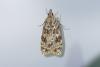 Scoparia (ambigualis-basistrigalis)